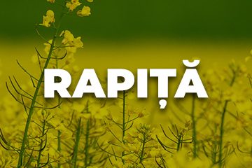 RAPITA