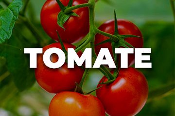 TOMATE