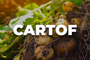CARTOF