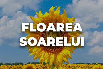 FLOAREA SOARELUI