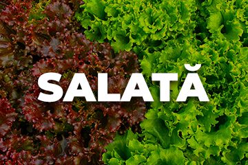 SALATA