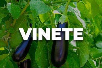 VINETE