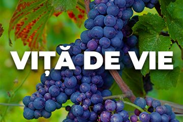 VITA DE VIE